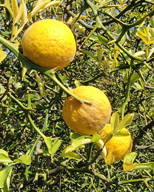 Frelinghuysen Arboretum Poncirus fruit