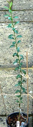 budded Blood Lime