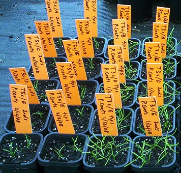 Citrus gracilis cuttings