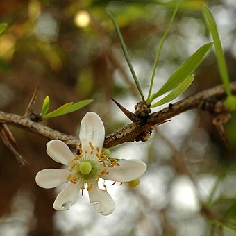 Citrus gracilis flower
