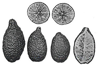 Citrus Industry Vol1 