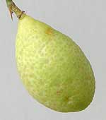 Citrus glauca hybrid - fruit detail