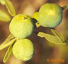 Desert Lime fruits