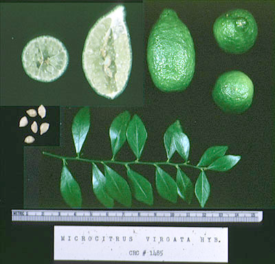 Microcitrus virgata -CVC1 modified