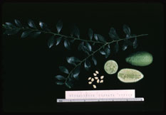 UCR-CVC Sydney Hybrid picture1