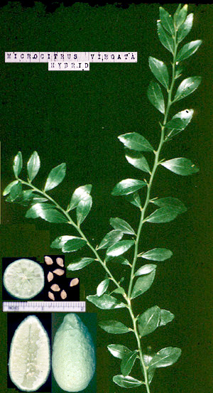 Microcitrus virgata - CVC2 modified
