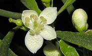 Eremocitrus glauca flower