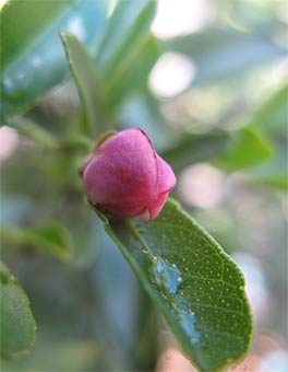 Blood Lime flower bud