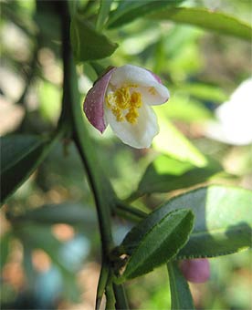 Blood Lime flower
