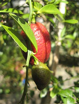 Ripe and immature Blood Limes