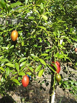 Blood Limes in tree