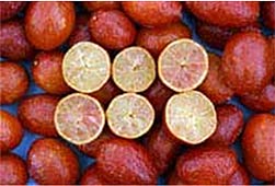 Blood Limes 4