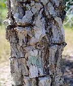 citrus gracilis bark