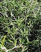 citrus gracilis leaves