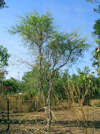 Citrus gracilis mature tree 1