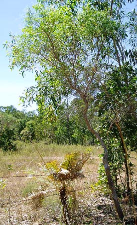 Citrus gracilis mature tree 2