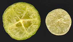 Cut fruit. Eremolemon & new Eremocitrus hybrid