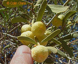 Eremocitrus glauca fruits