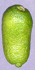 First UK Microcitrus garrawayi fruit