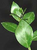 UK Citrus garrawayae leaves