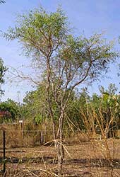 citrus gracilis tree
