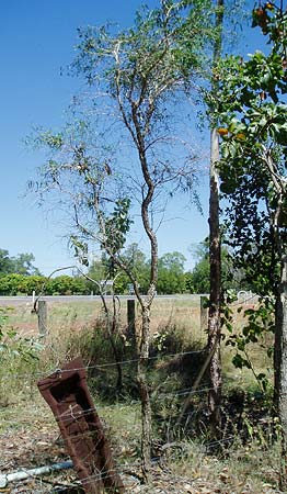 Citrus gracilis mature tree 3