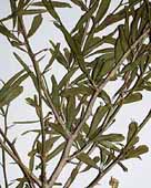 leaves