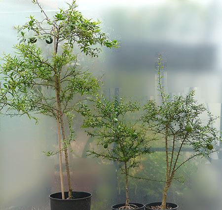 Sydney Hybrid seedlings