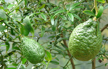 Fruits from two seedlings Microcitrus xSydney