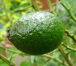 intermediate xSydney fruit