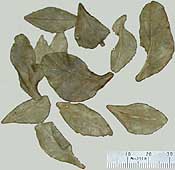 herbarium Citrus garrawayi leaves