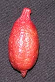 Naples fingerlime