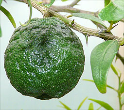 round fruit from untypical xSydney seedling