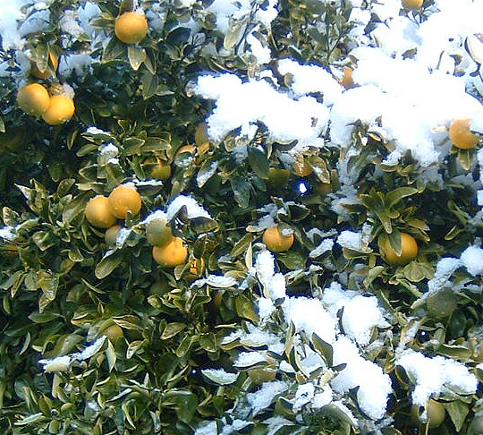 Citrumelo in snow. Dec 2010