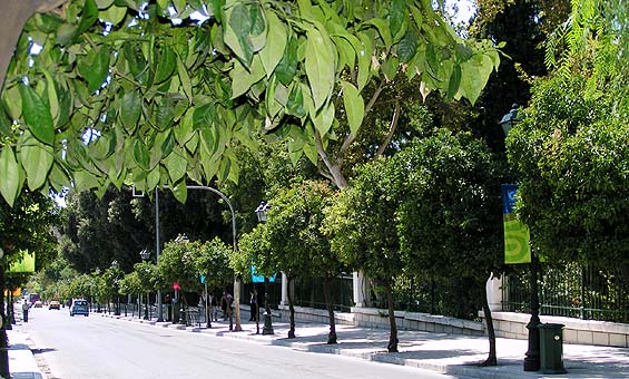 Athens street citrus trees