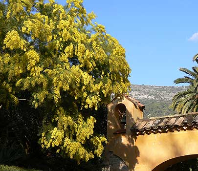 Mimosa cascade