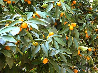 Fruiting kumquat canopy