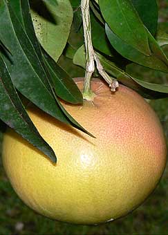 Star Ruby grapefruit