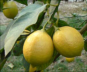 Sweet Lemons