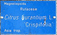 Crispifolia