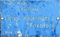 Foetifera