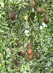 Fruiting finger lime at Baches