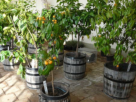 Blickling Hall citrus trees