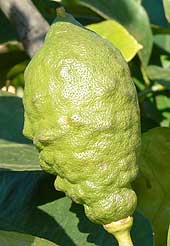 Lemon Bimammilata fruit