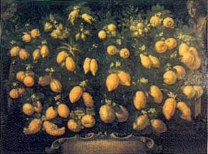Bartolomeo Bimbi citrus painting