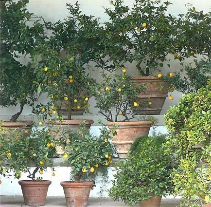 Boboli Limonia citrus 1