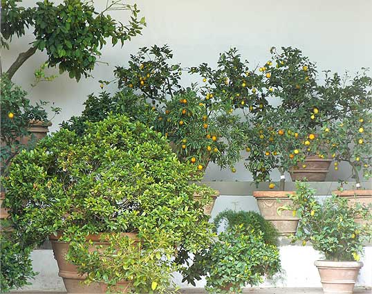 Boboli Limonia citrus 2