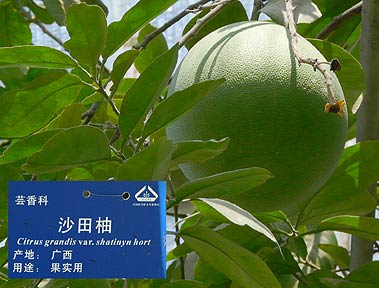 Beijing Citrus grandis 'Shatinyn'