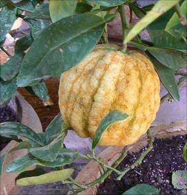Ripe fruit of citrus Bizzaria