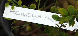 Fortunella minima label